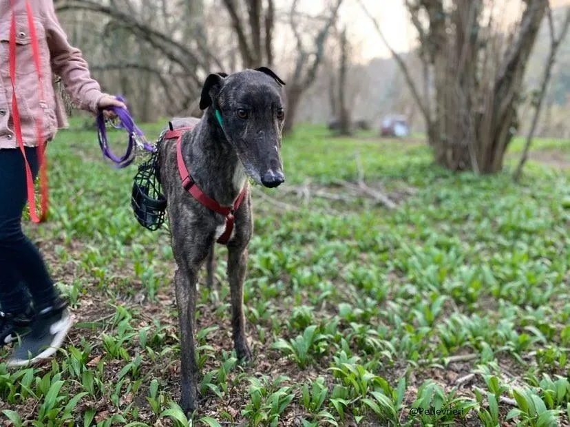 Rupert greyhound foster adozionelevrieri greygentile 12