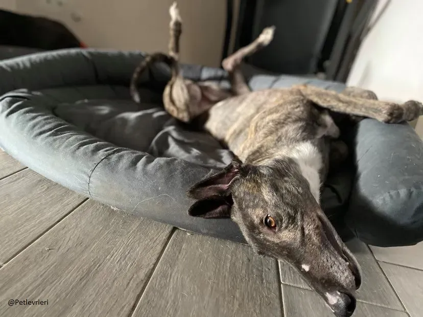 Rupert greyhound foster adozionelevrieri greygentile 13