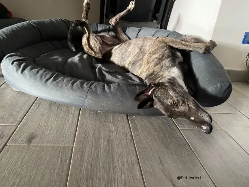 Rupert greyhound foster adozionelevrieri greygentile 14