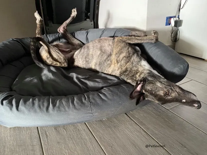 Rupert greyhound foster adozionelevrieri greygentile 15