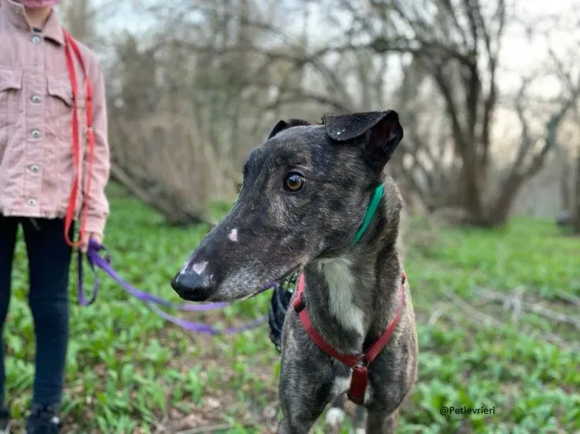 Rupert greyhound foster adozionelevrieri greygentile 16