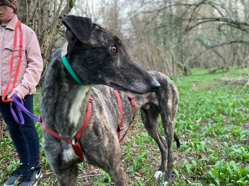 Rupert greyhound foster adozionelevrieri greygentile 17