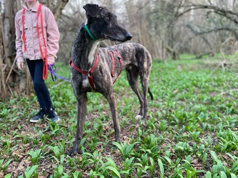 Rupert greyhound foster adozionelevrieri greygentile 18