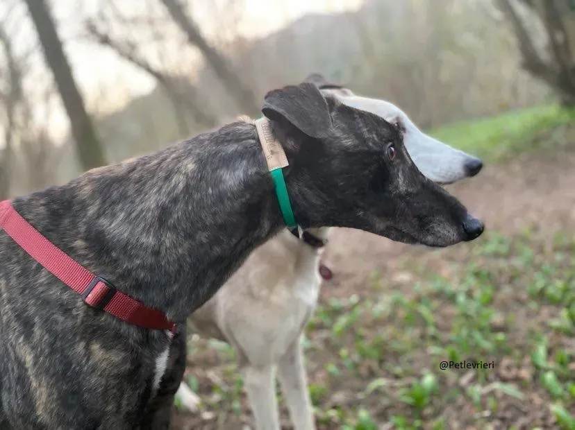 Rupert greyhound foster adozionelevrieri greygentile 19