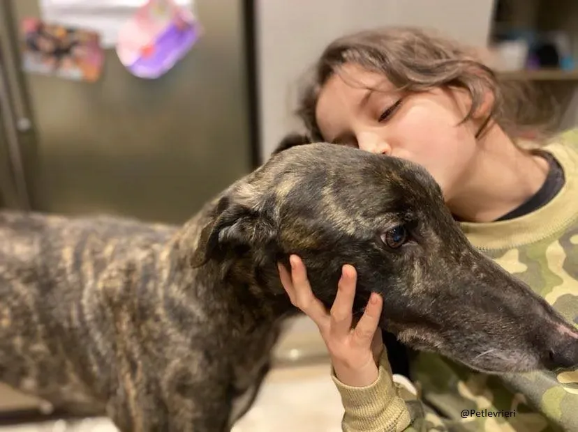 Rupert greyhound foster adozionelevrieri greygentile 2