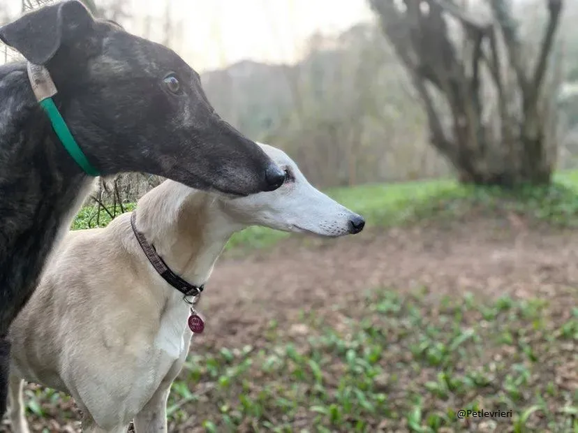 Rupert greyhound foster adozionelevrieri greygentile 20