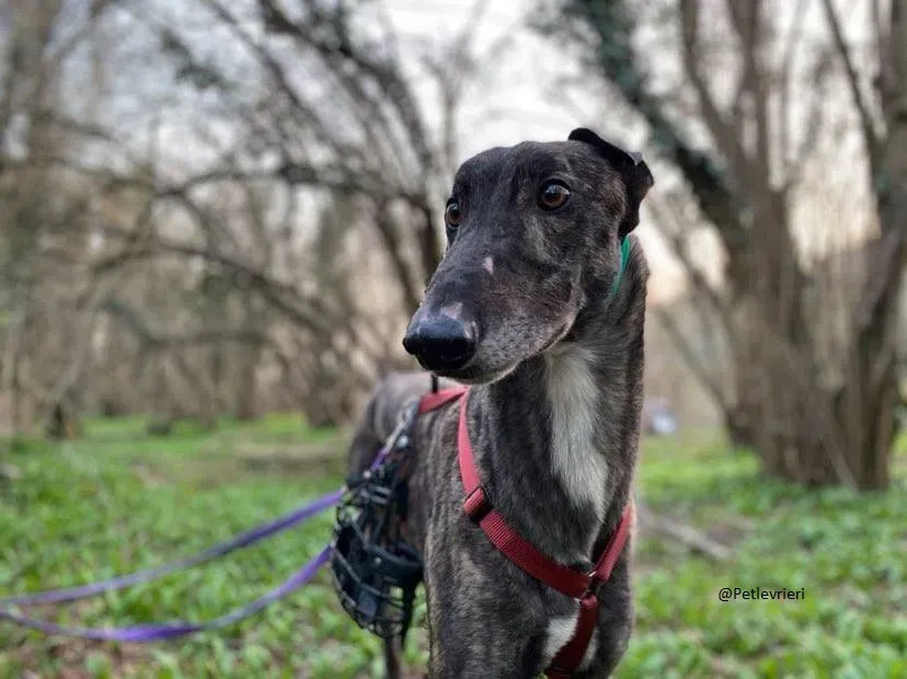 Rupert greyhound foster adozionelevrieri greygentile 21