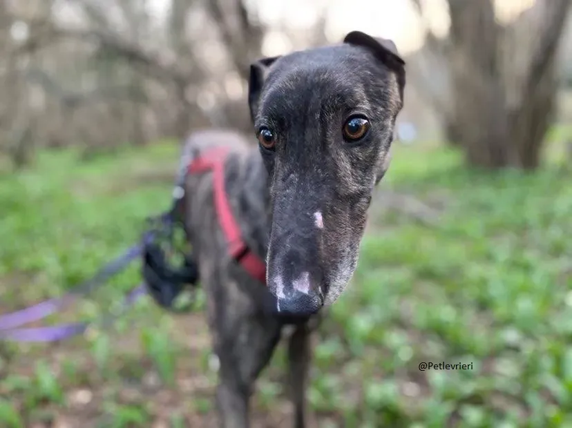Rupert greyhound foster adozionelevrieri greygentile 22