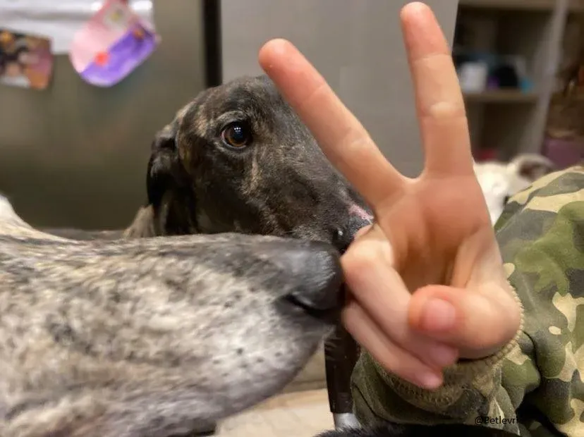 Rupert greyhound foster adozionelevrieri greygentile 3