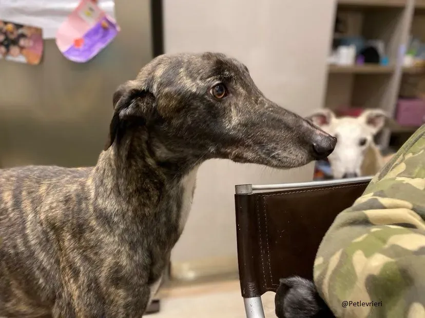 Rupert greyhound foster adozionelevrieri greygentile 4