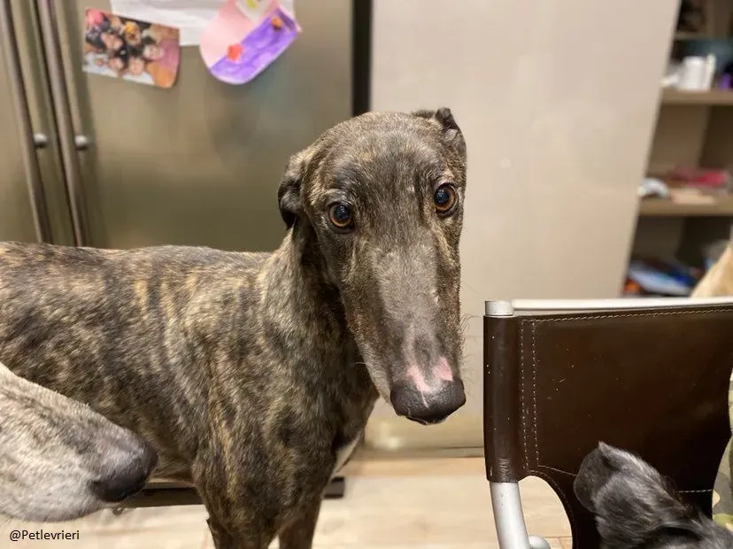 Rupert greyhound foster adozionelevrieri greygentile 5