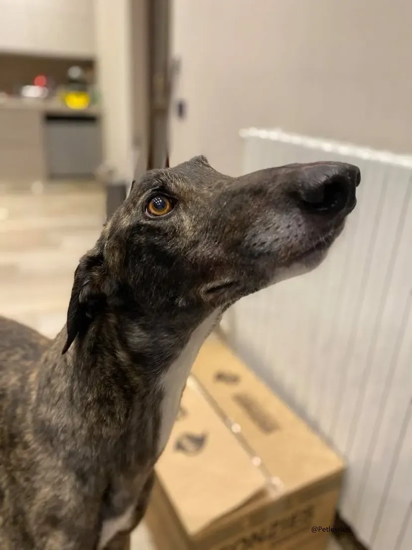 Rupert greyhound foster adozionelevrieri greygentile 6
