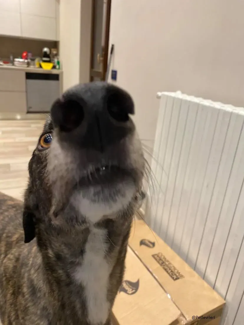 Rupert greyhound foster adozionelevrieri greygentile 7