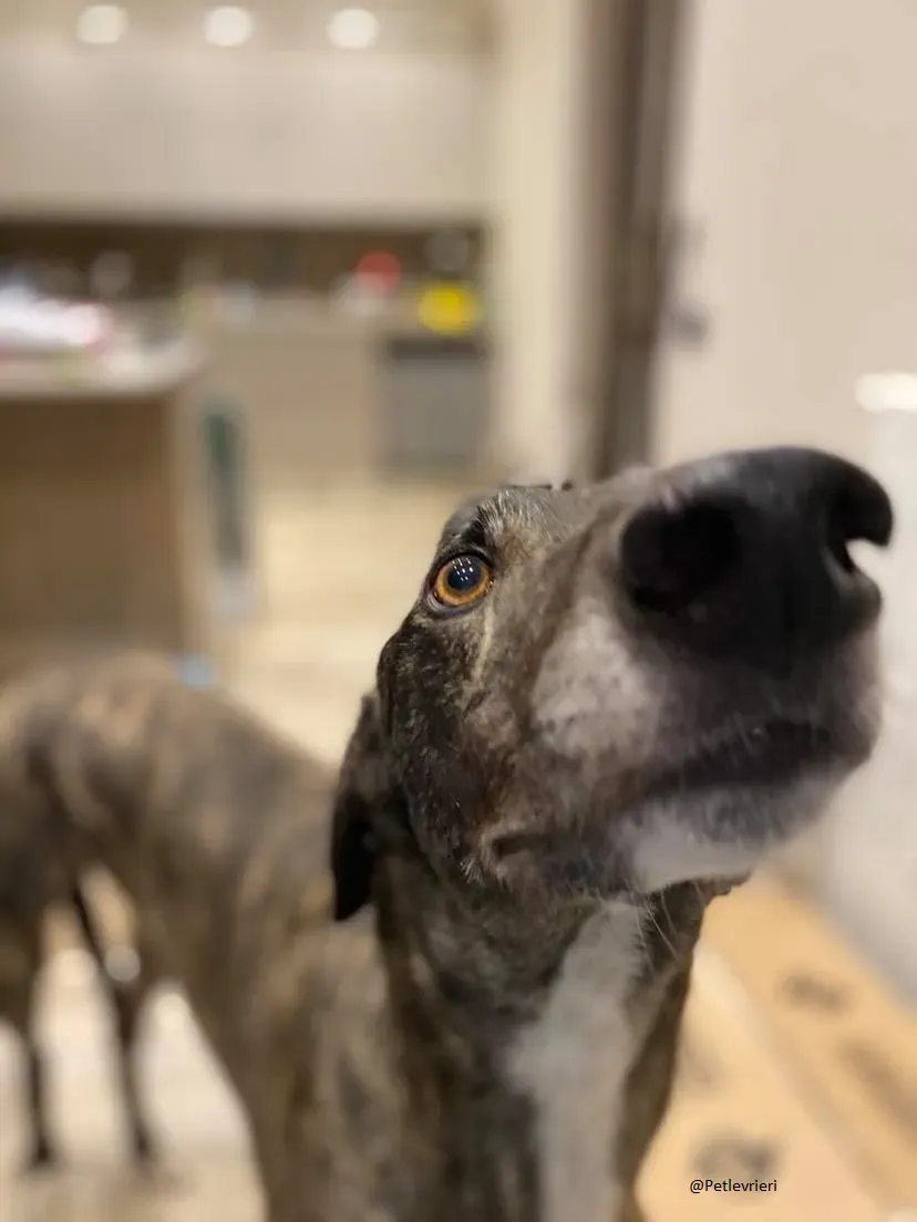 Rupert greyhound foster adozionelevrieri greygentile 8