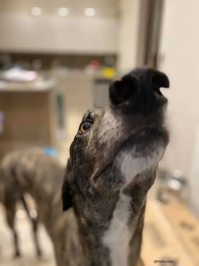 Rupert greyhound foster adozionelevrieri greygentile 9