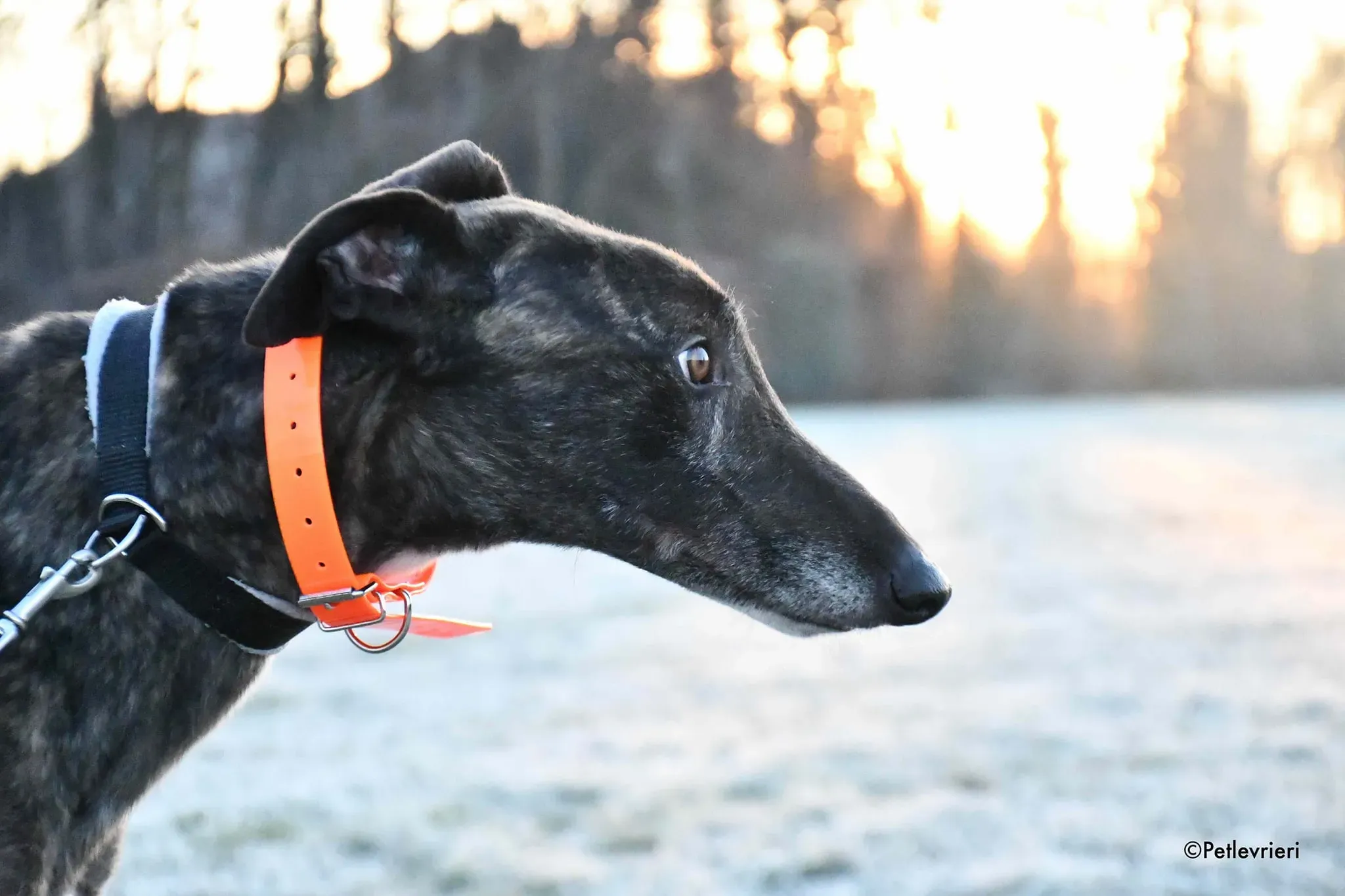 Rupert greyhoung adozione levrieri foster 1