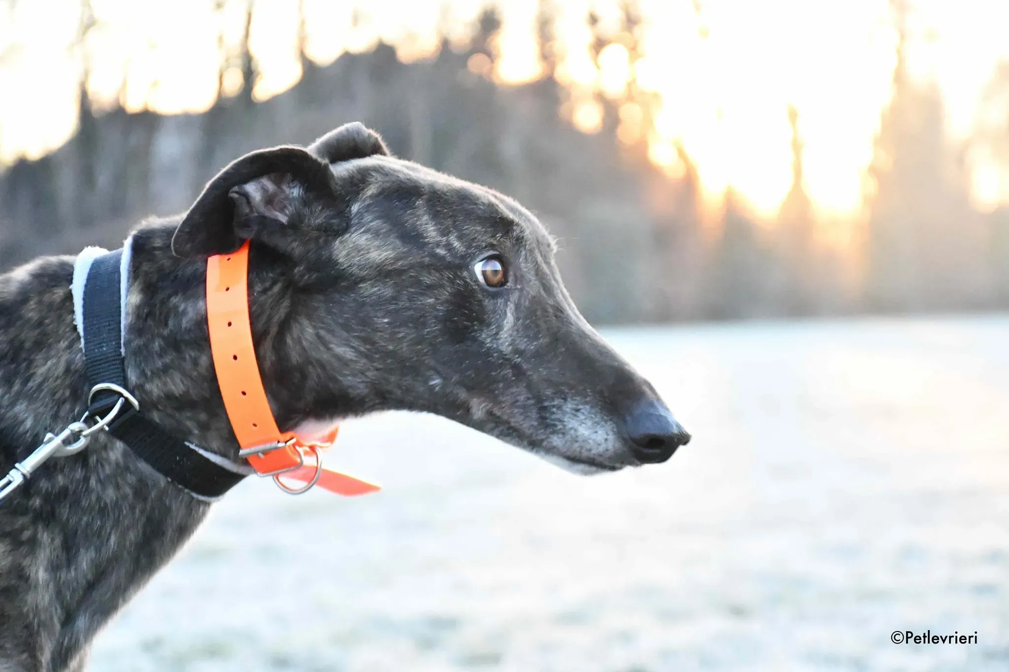 Rupert greyhoung adozione levrieri foster 2