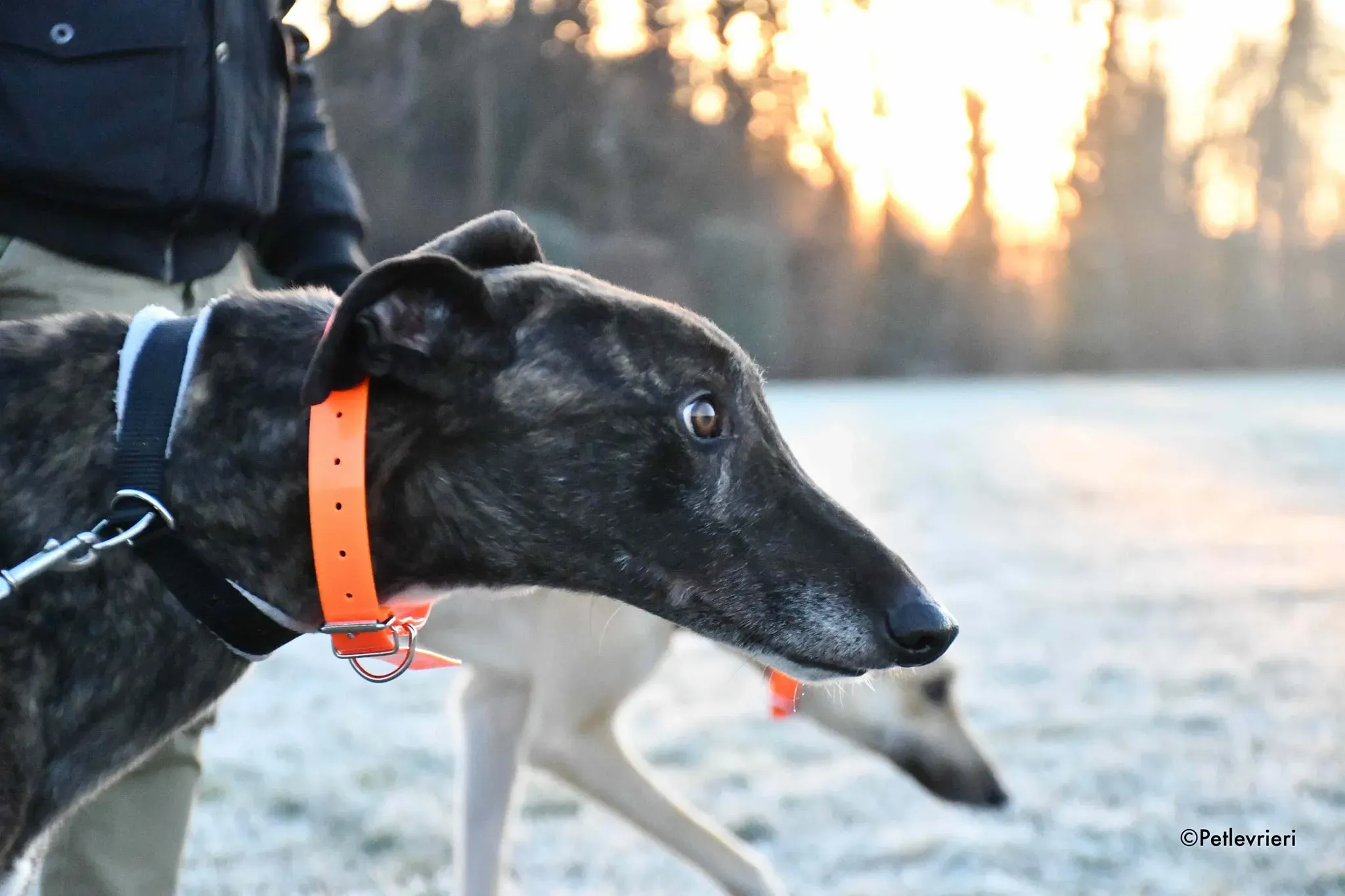 Rupert greyhoung adozione levrieri foster 3