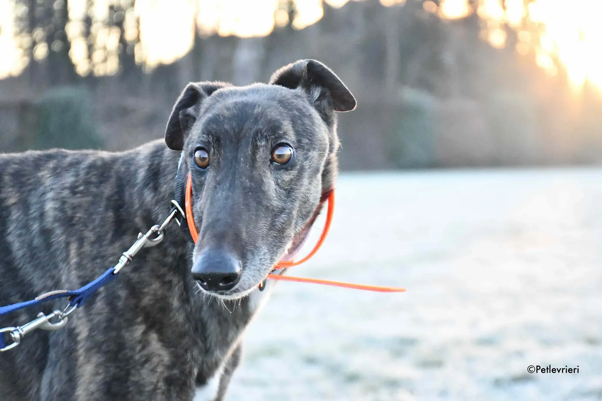 Rupert greyhoung adozione levrieri foster 4