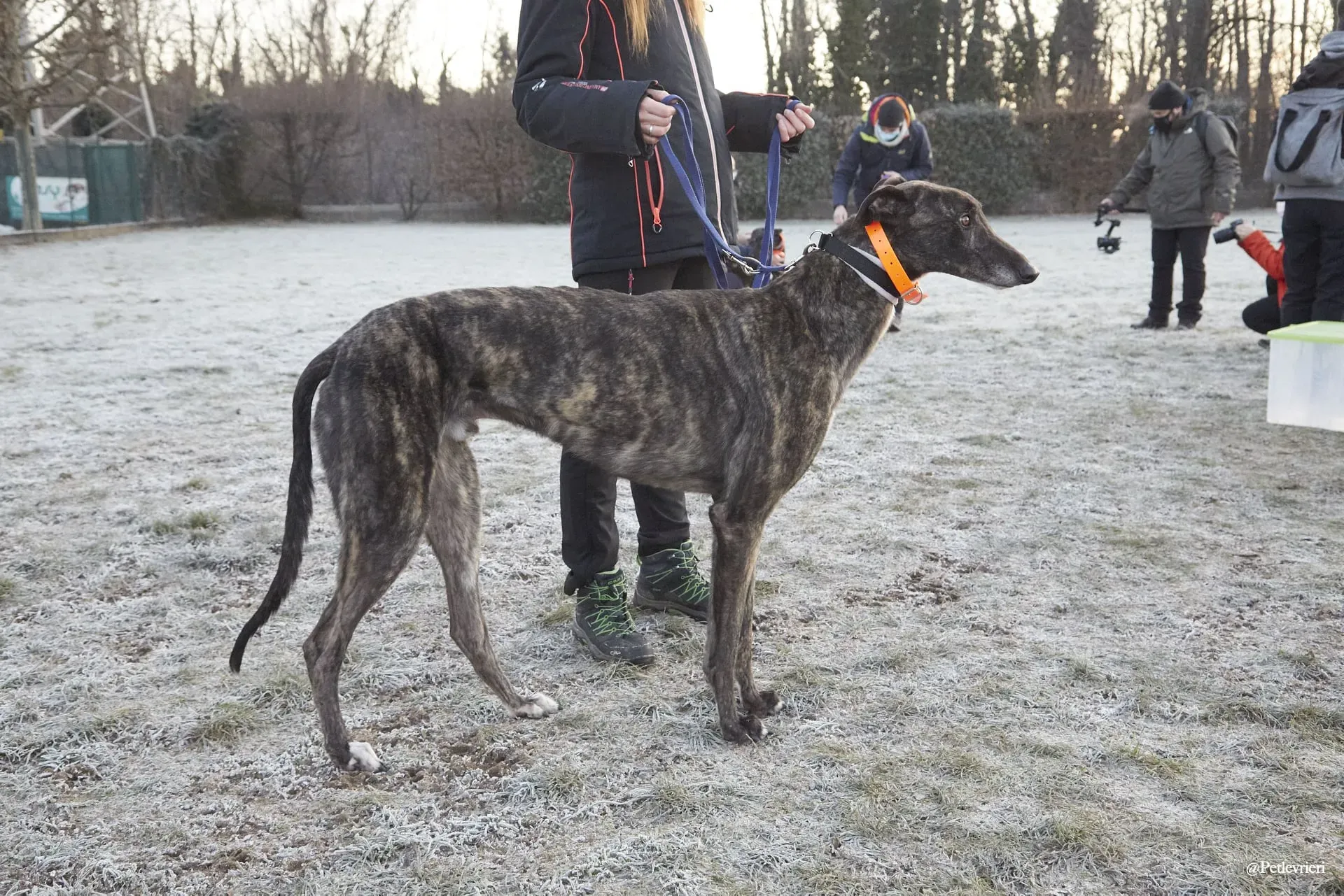 Rupert greyhoung adozione levrieri foster 5