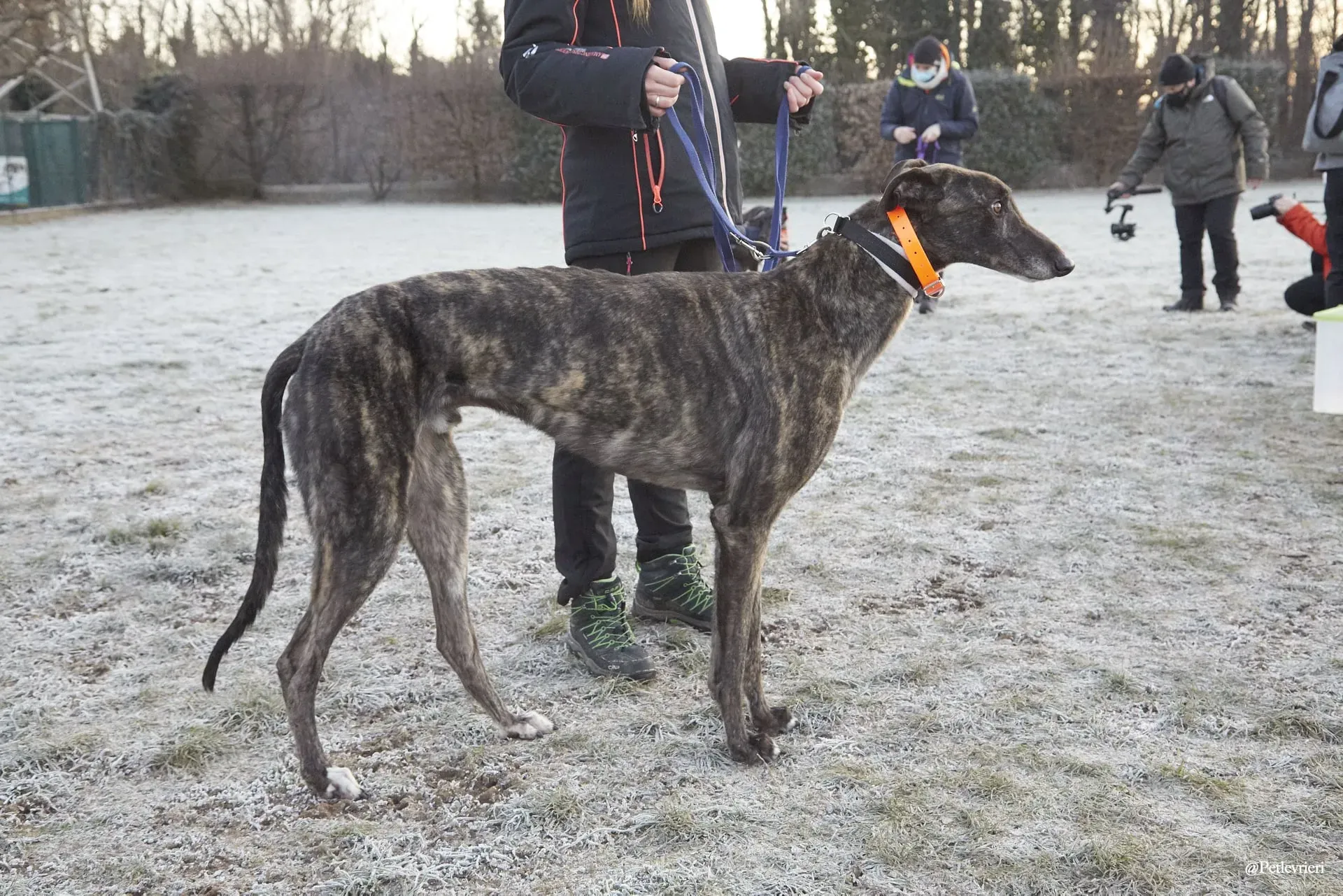 Rupert greyhoung adozione levrieri foster 6