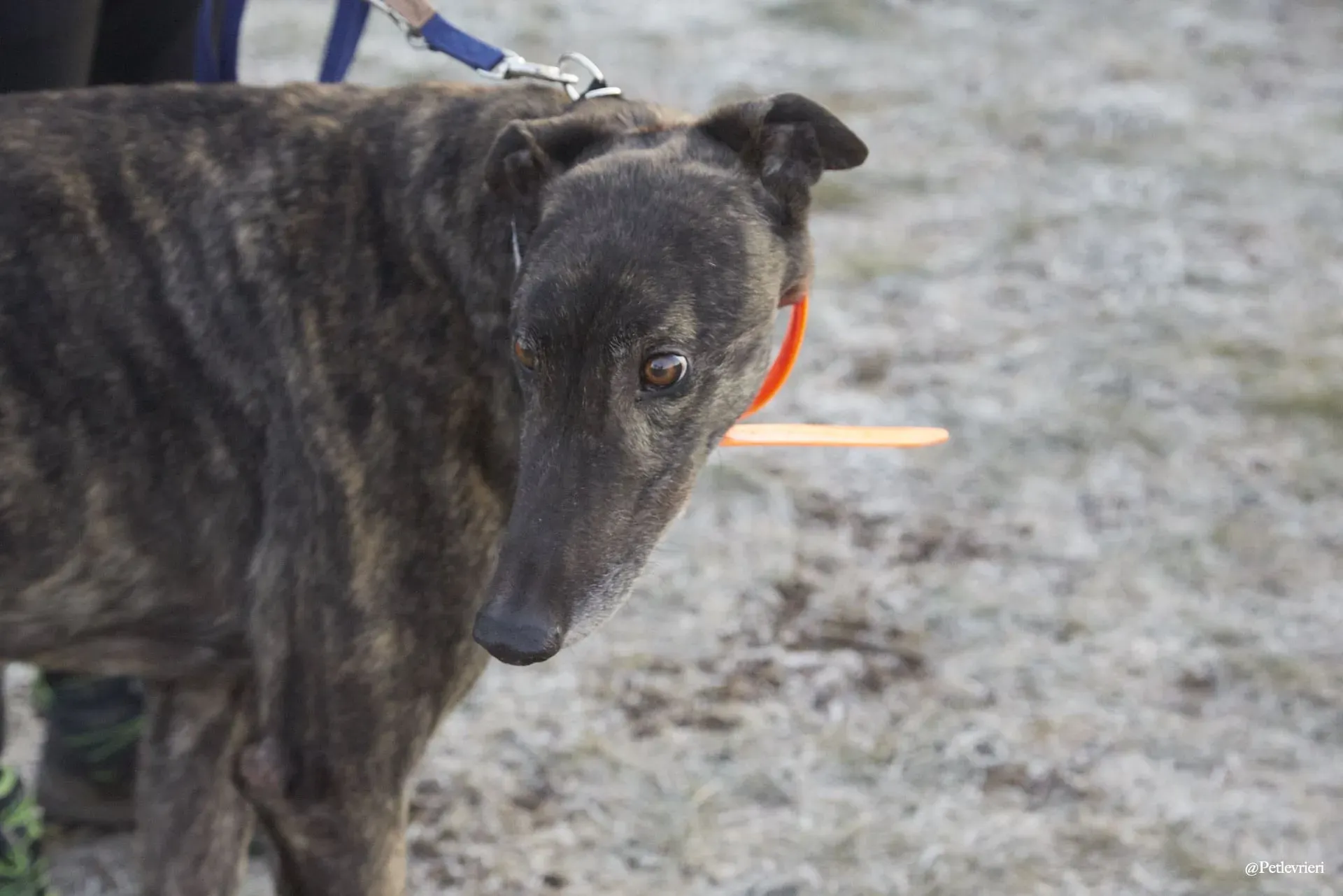 Rupert greyhoung adozione levrieri foster 7