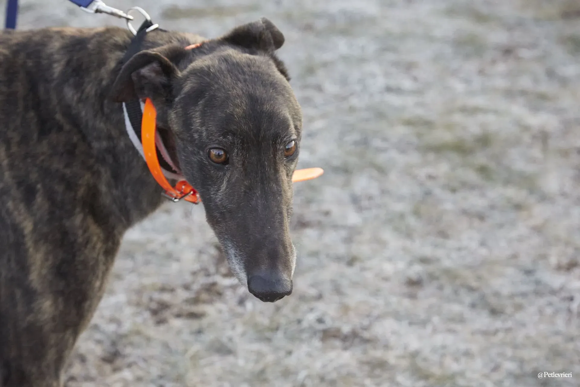 Rupert greyhoung adozione levrieri foster 8