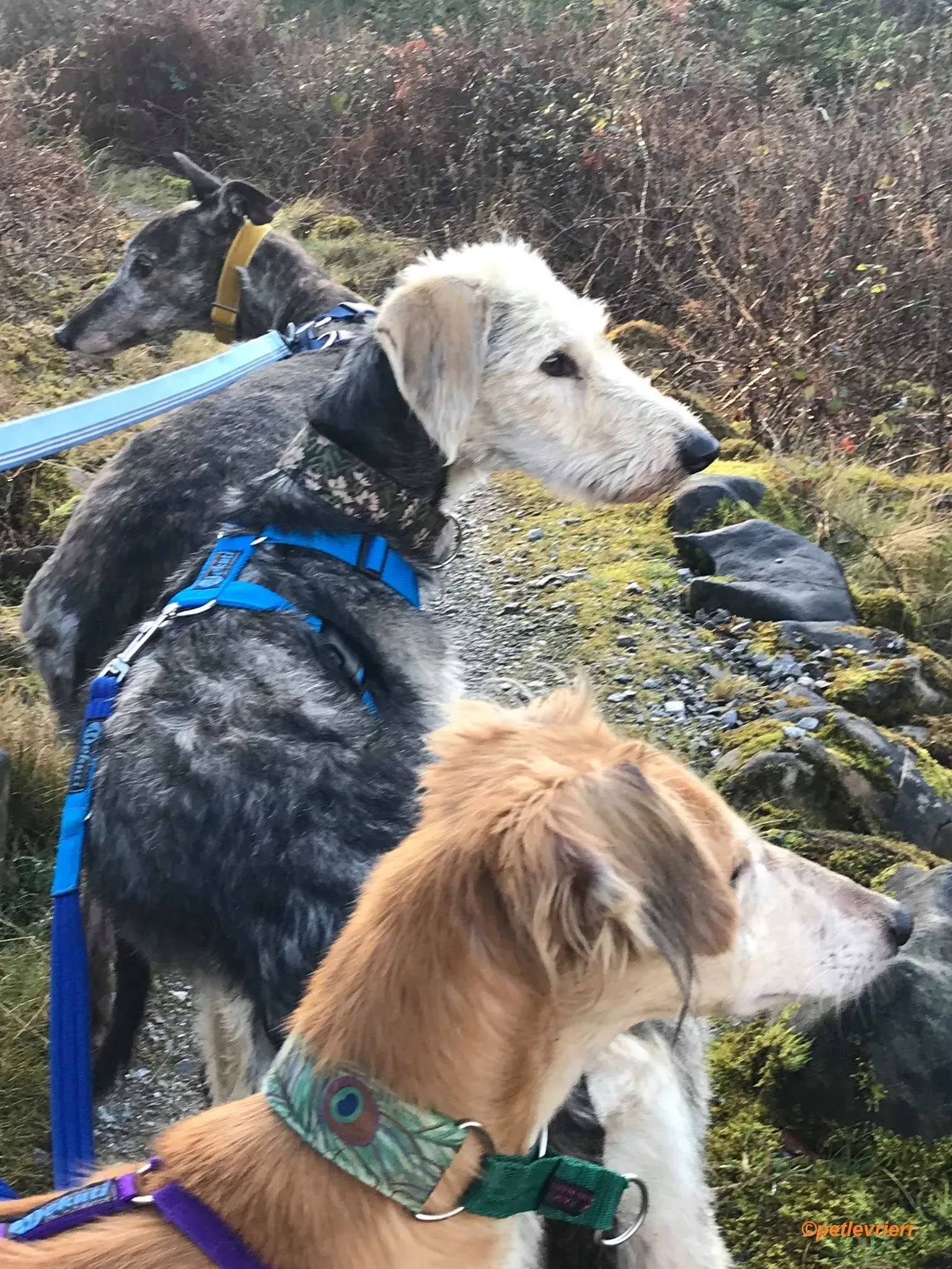 Rush adozione levrieri greyhound 1