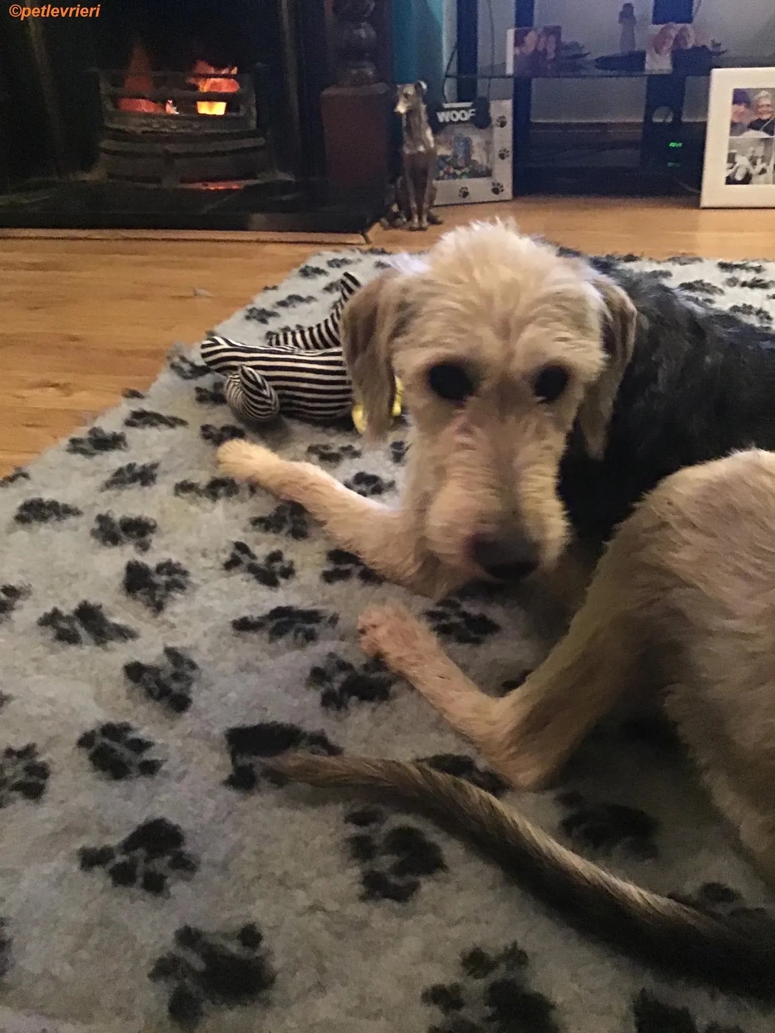 Rush adozione levrieri greyhound 10