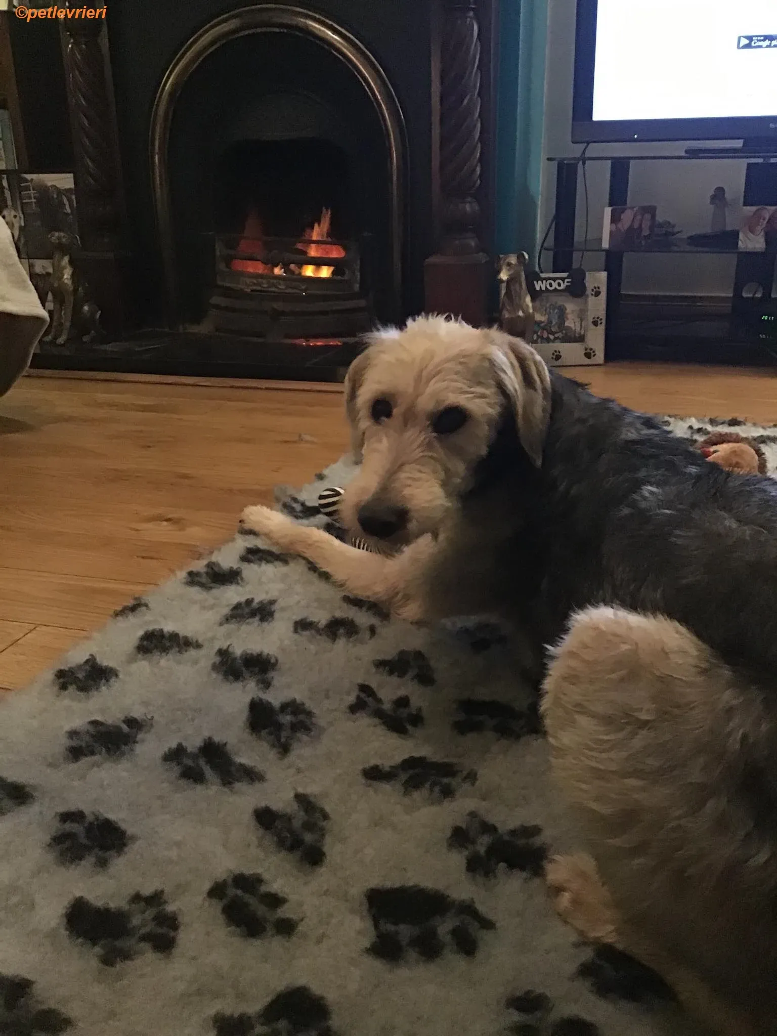 Rush adozione levrieri greyhound 11