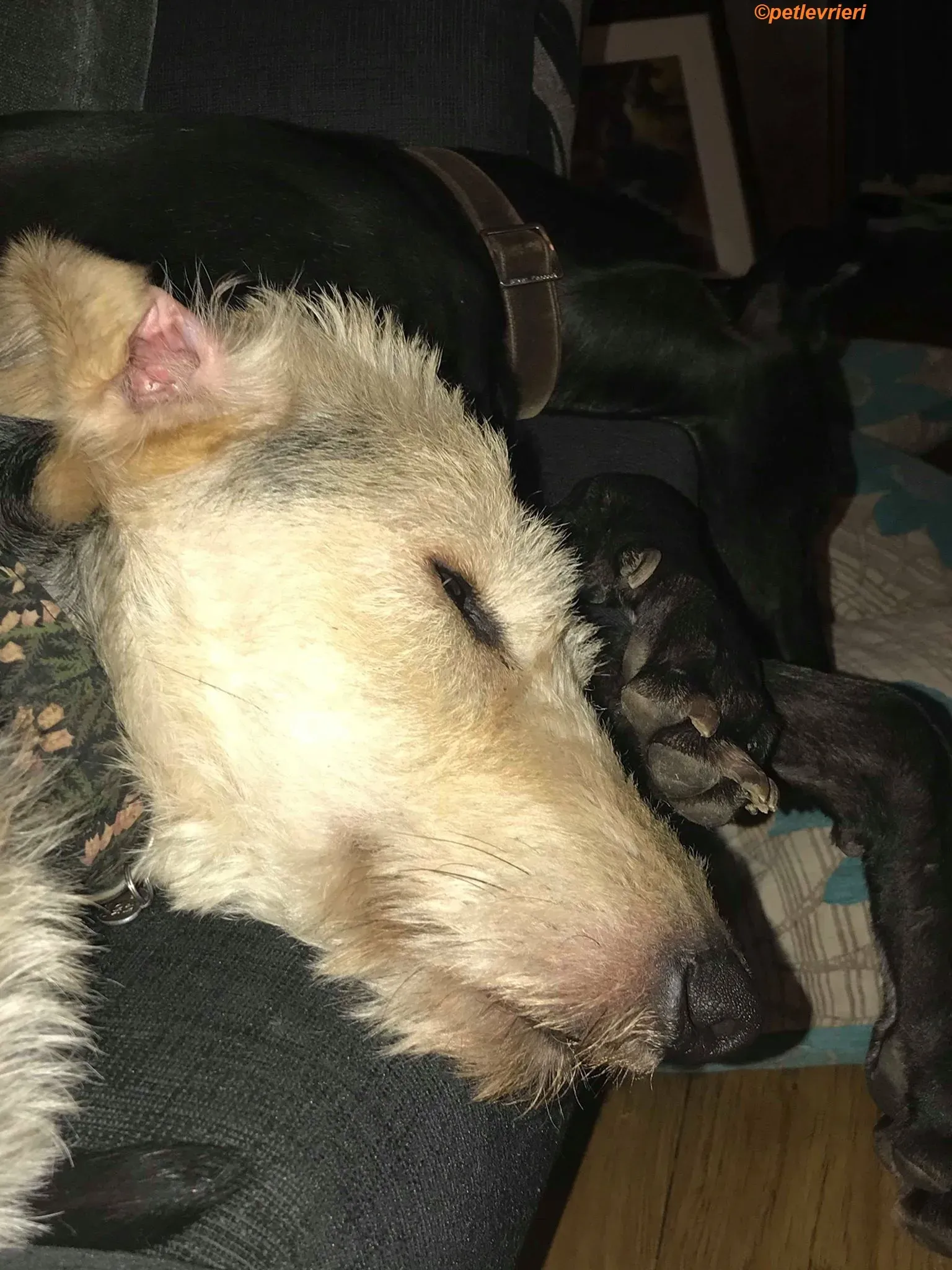 Rush adozione levrieri greyhound 12