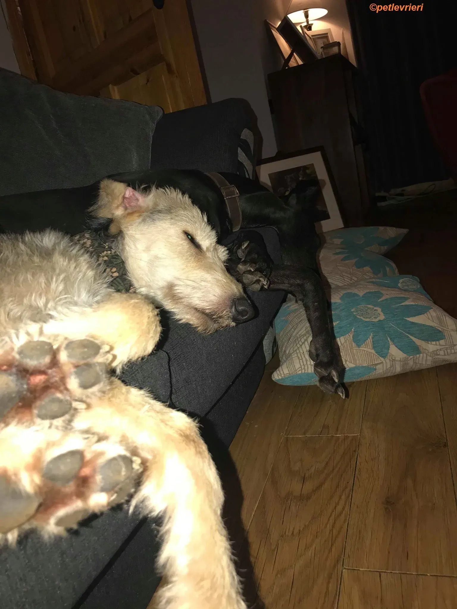 Rush adozione levrieri greyhound 13