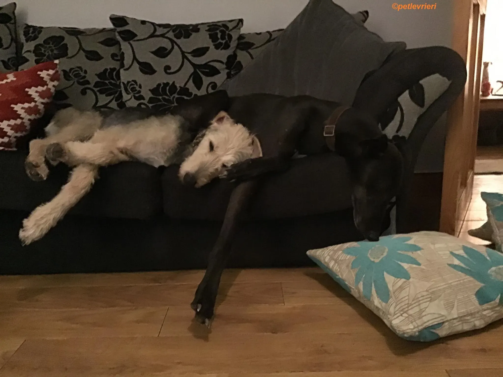 Rush adozione levrieri greyhound 14