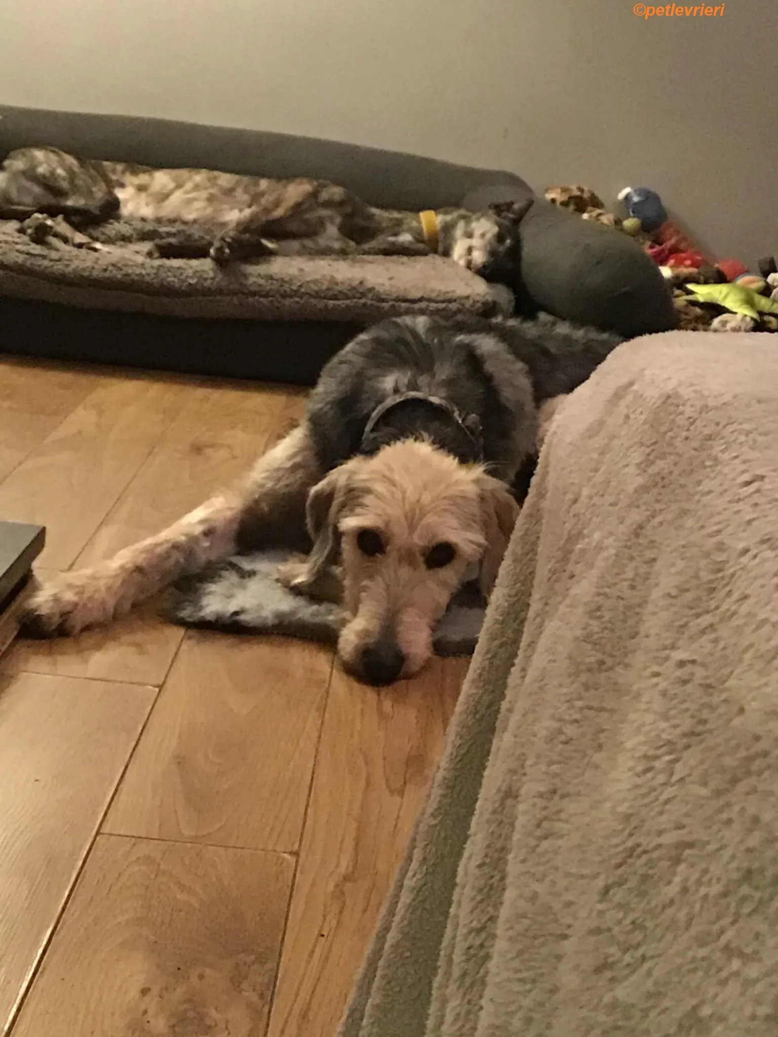 Rush adozione levrieri greyhound 15