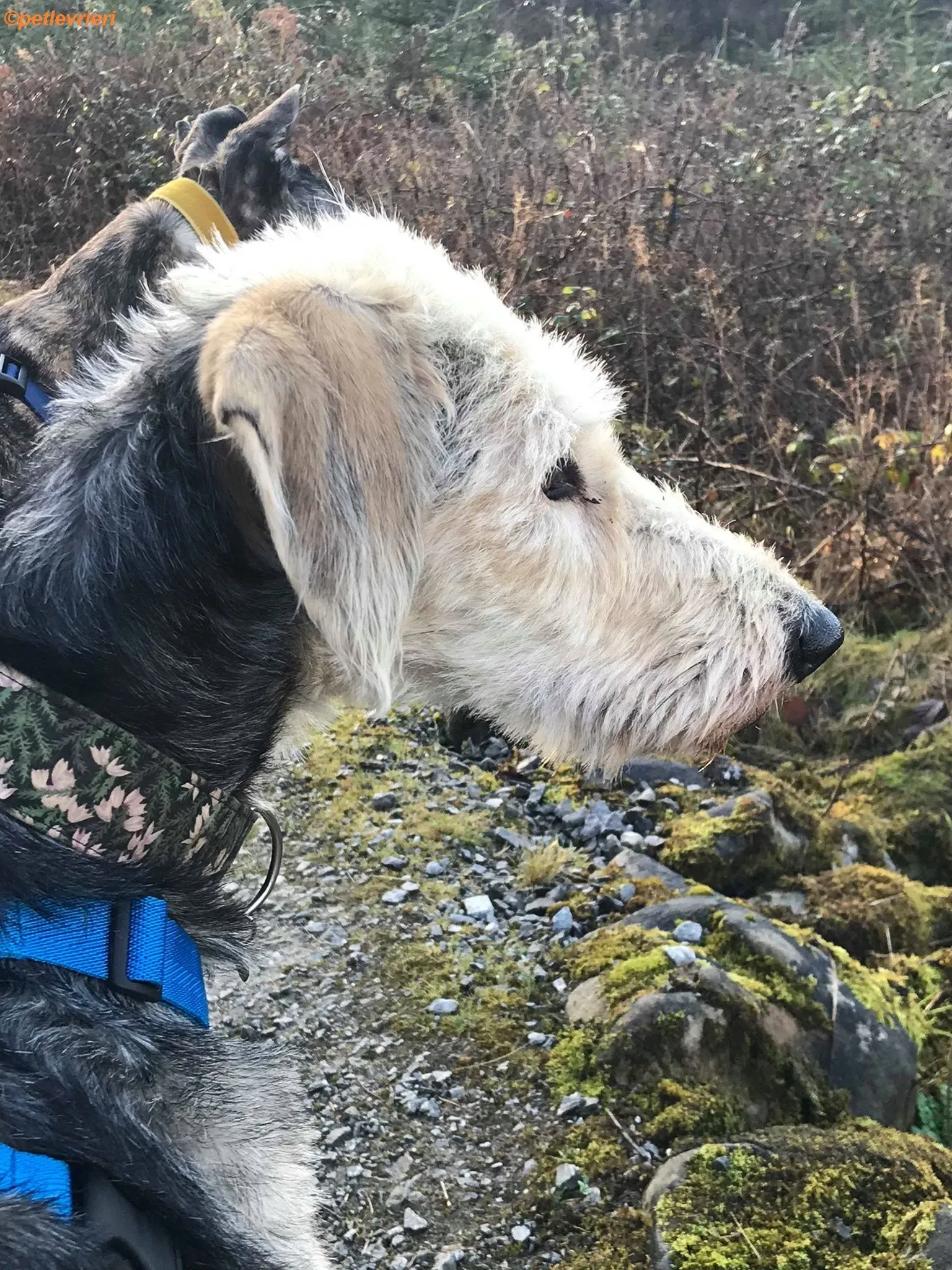 Rush adozione levrieri greyhound 2