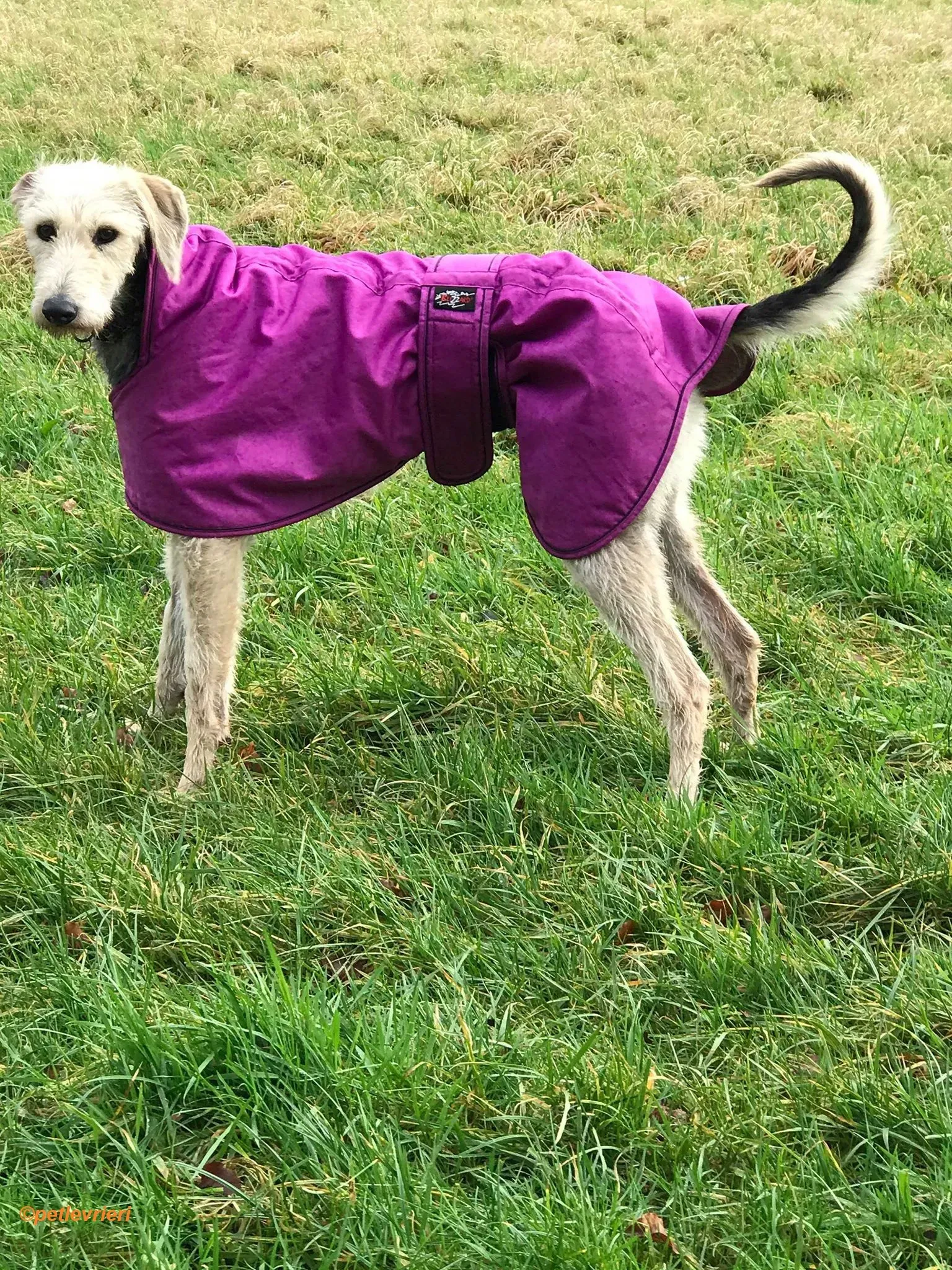 Rush adozione levrieri greyhound 3