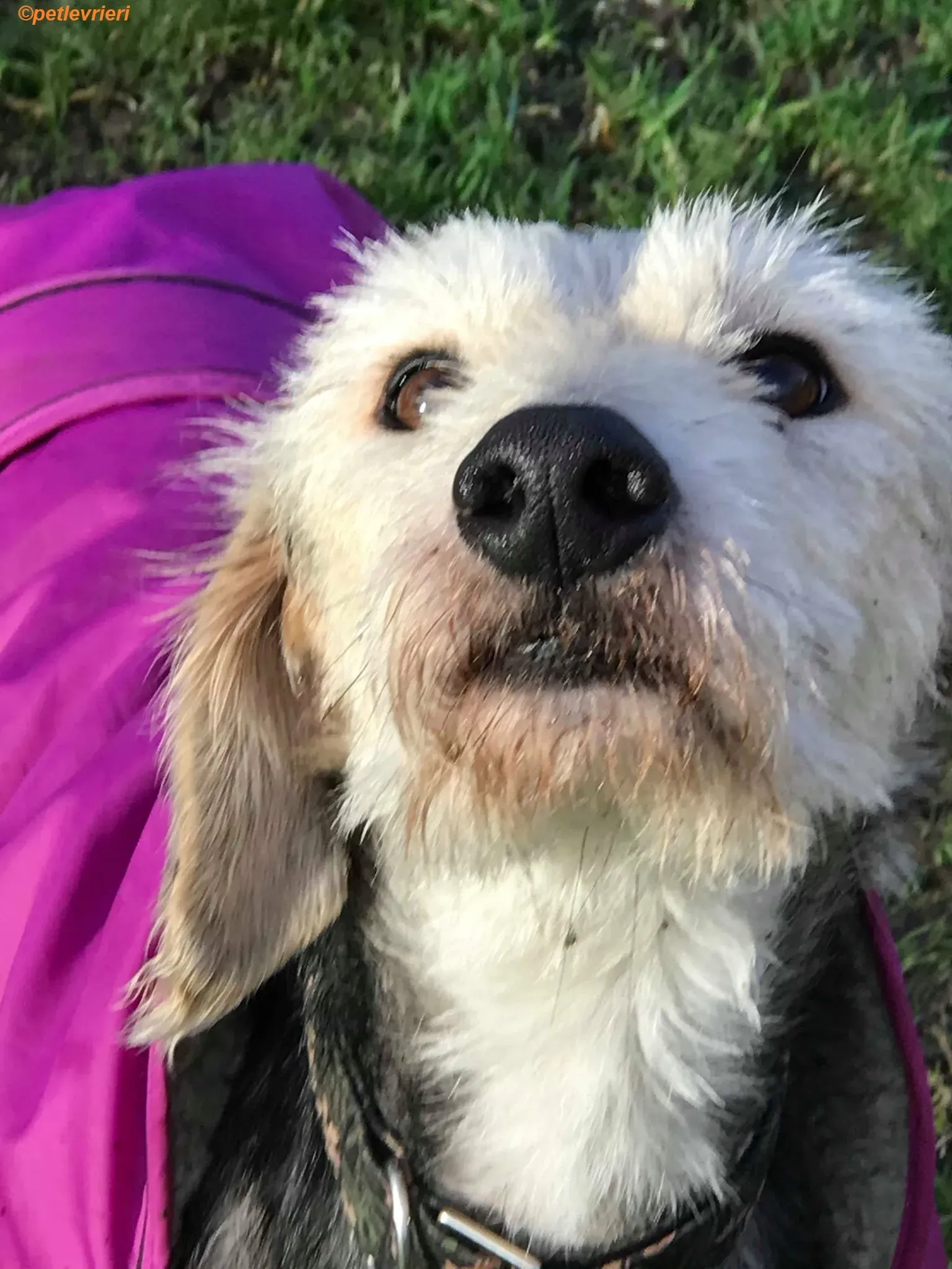 Rush adozione levrieri greyhound 4