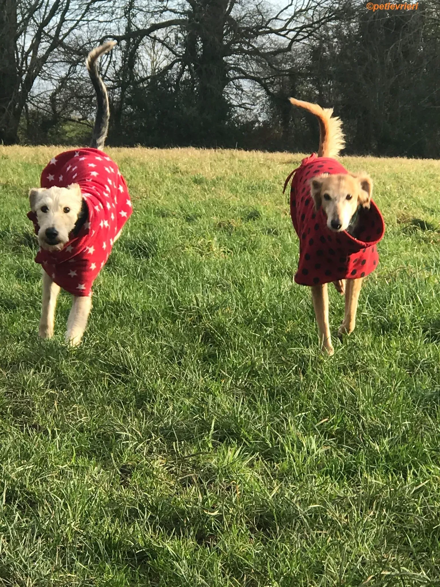 Rush adozione levrieri greyhound 5