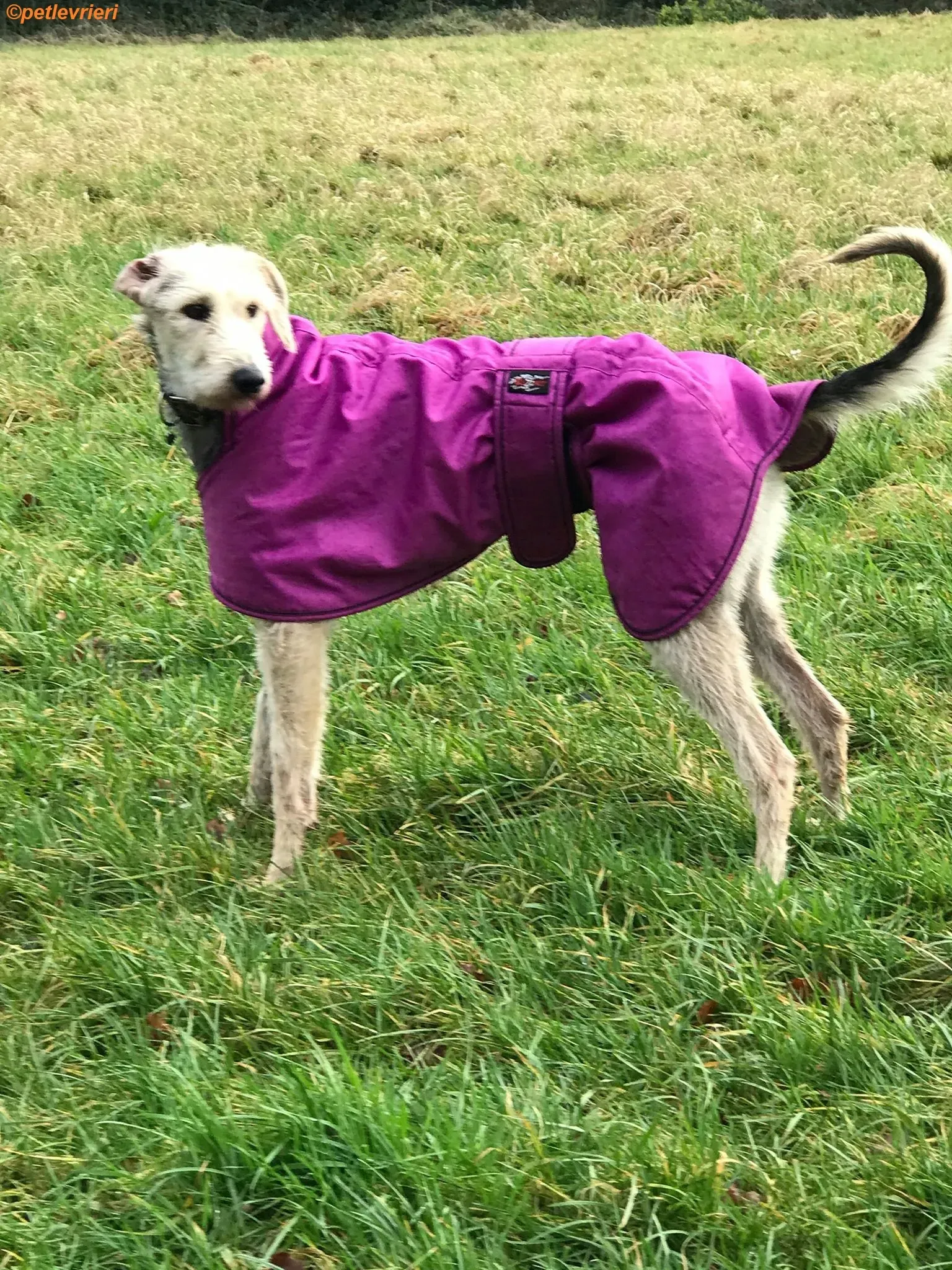 Rush adozione levrieri greyhound 6