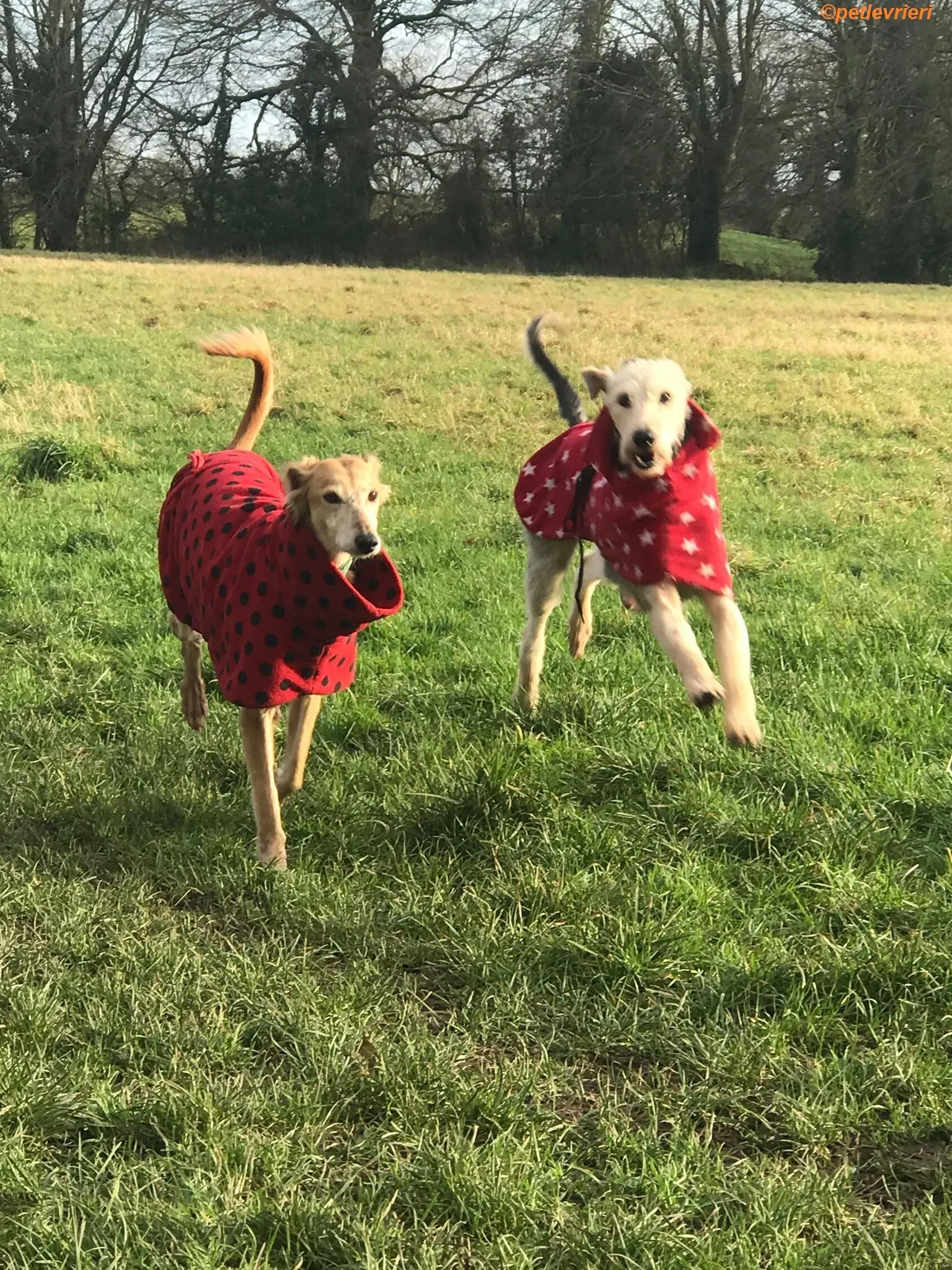 Rush adozione levrieri greyhound 7