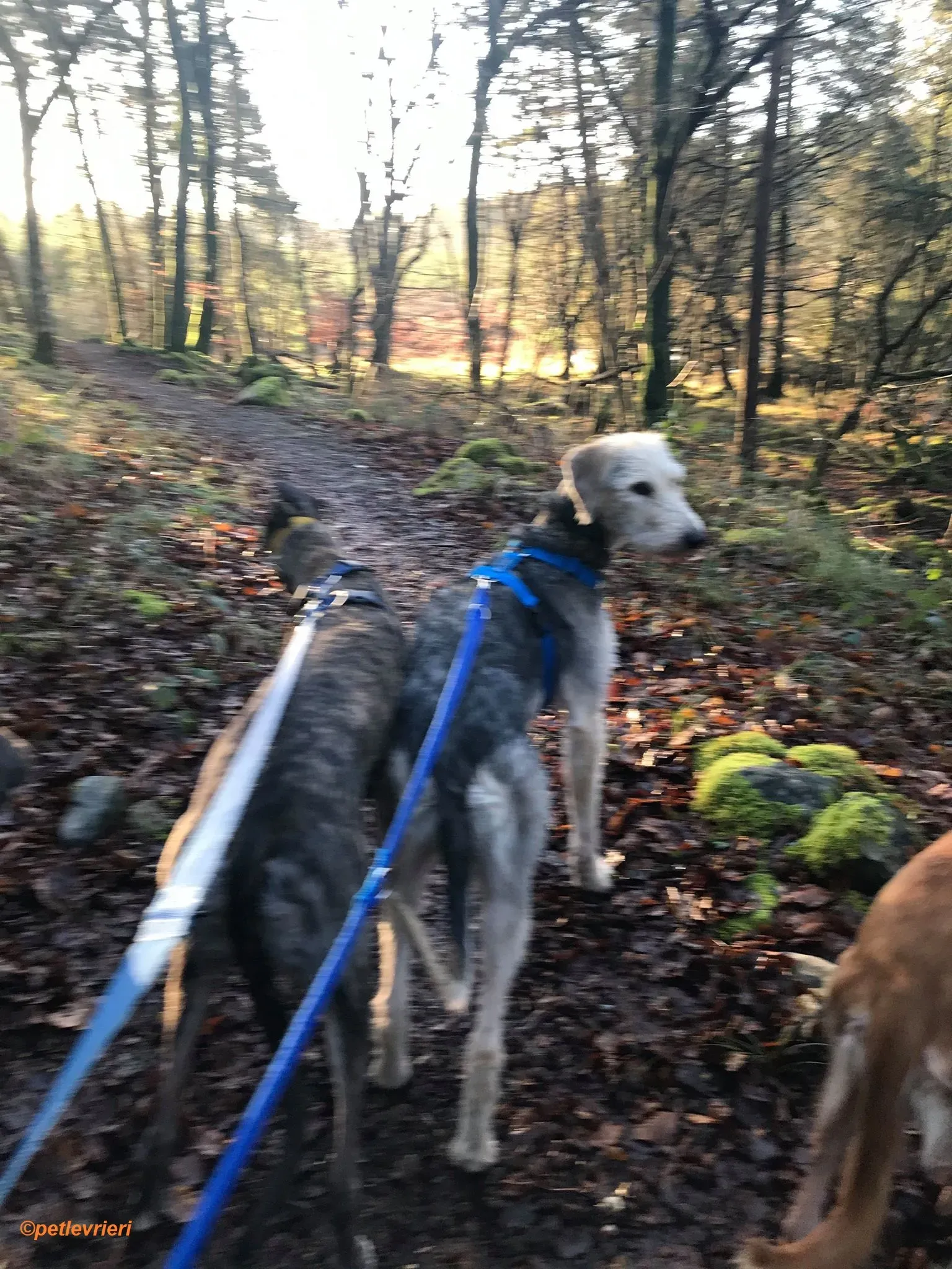 Rush adozione levrieri greyhound 8