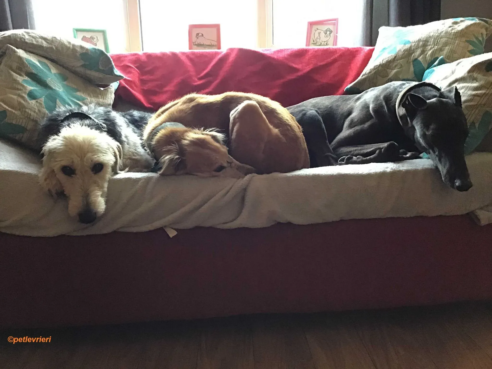 Rush adozione levrieri greyhound 9