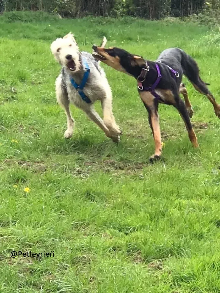 Rusk Lurcher Adozione Levrieri 1