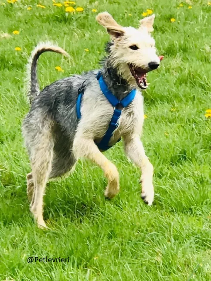 Rusk Lurcher Adozione Levrieri 10