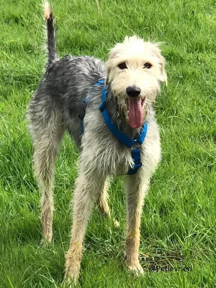 Rusk Lurcher Adozione Levrieri 2