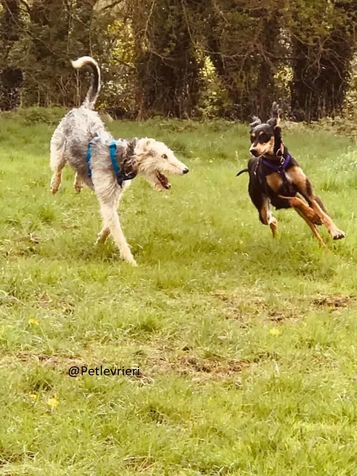 Rusk Lurcher Adozione Levrieri 3
