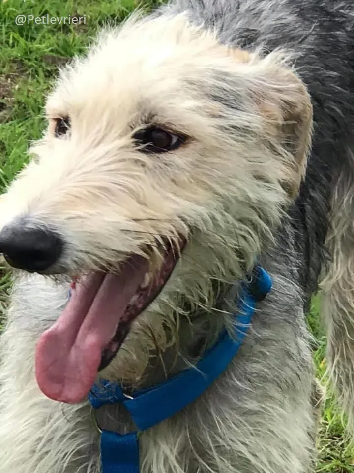 Rusk Lurcher Adozione Levrieri 4