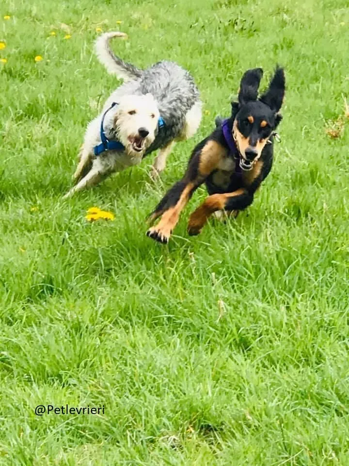 Rusk Lurcher Adozione Levrieri 6