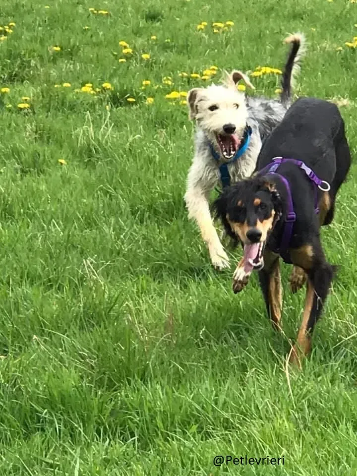 Rusk Lurcher Adozione Levrieri 7