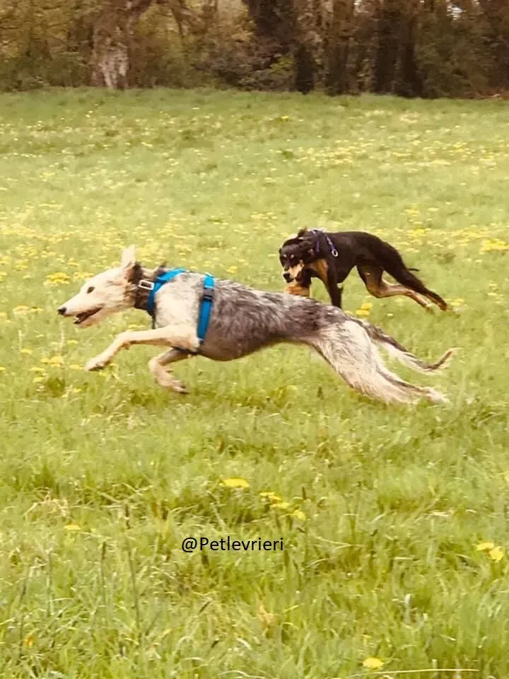 Rusk Lurcher Adozione Levrieri 8